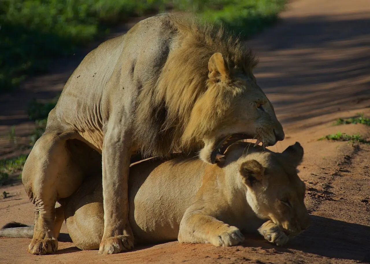 lion, safari, wildlife, predator, animal, mammal, nature, wildlife photography, wilderness, landscape, ngorongoro crater, ngorongoro, tanzania, ngorongoro crater, ngorongoro crater, ngorongoro crater, ngorongoro crater, ngorongoro crater, ngorongoro, ngorongoro, ngorongoro, ngorongoro