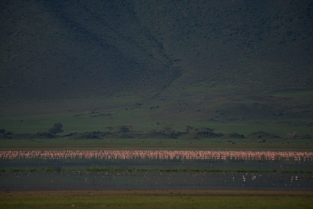 flamingos, nature, ngorongoro crater, birds, wilderness, africa, wildlife, landscape, tanzania, ngorongoro, ngorongoro crater, ngorongoro crater, ngorongoro crater, ngorongoro, ngorongoro, ngorongoro, ngorongoro, ngorongoro