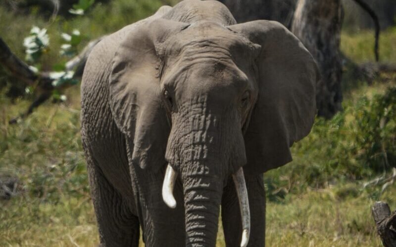 A majestic African elephant standing amidst the grasslands of Manyara, Tanzania.